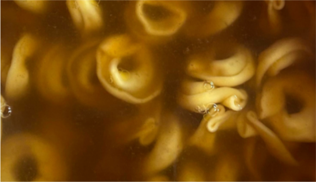 RECIPE ✧ Homemade broth for Tortellini in Brodo