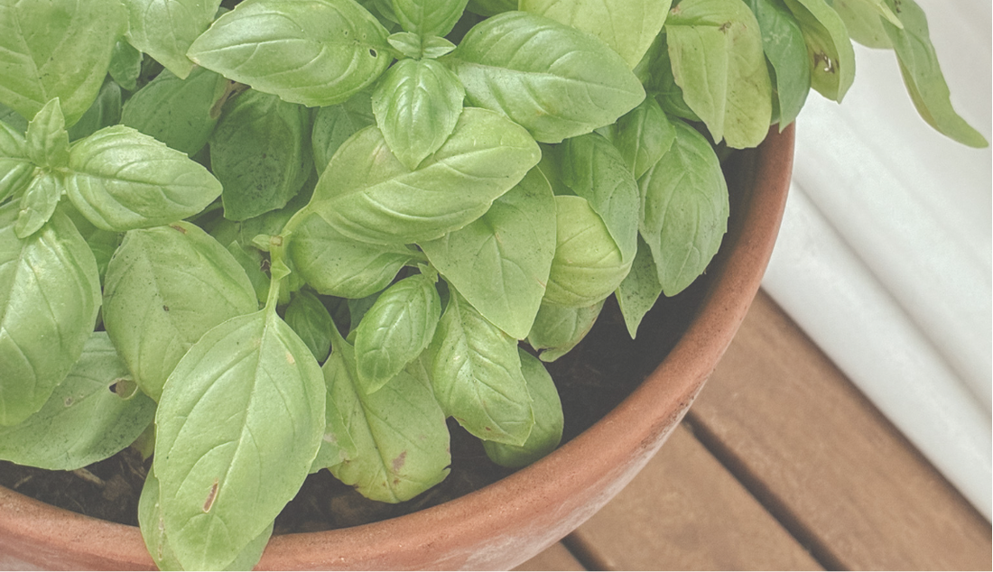 RECIPE ✧ Pesto alla Genovese