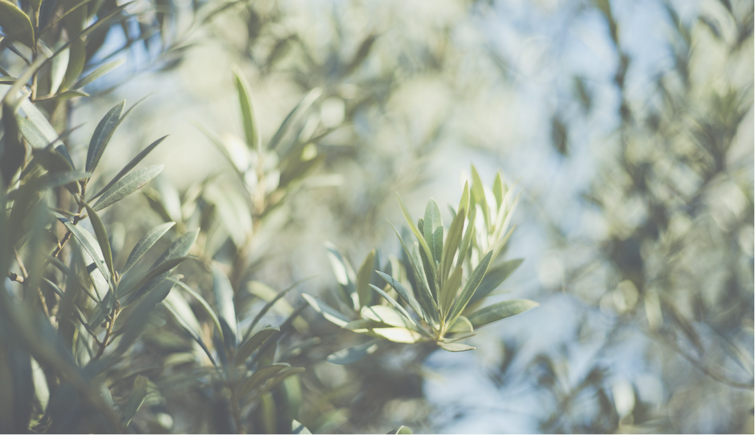 The Honest Guide № 1 ✧ World of olive oil