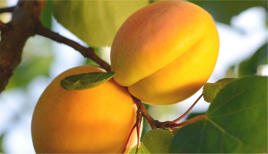 RECIPE ✧ Homemade apricot jam