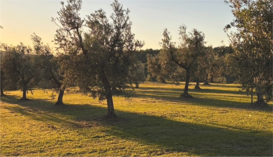 The Honest Guide № 1 ✧ World of olive oil