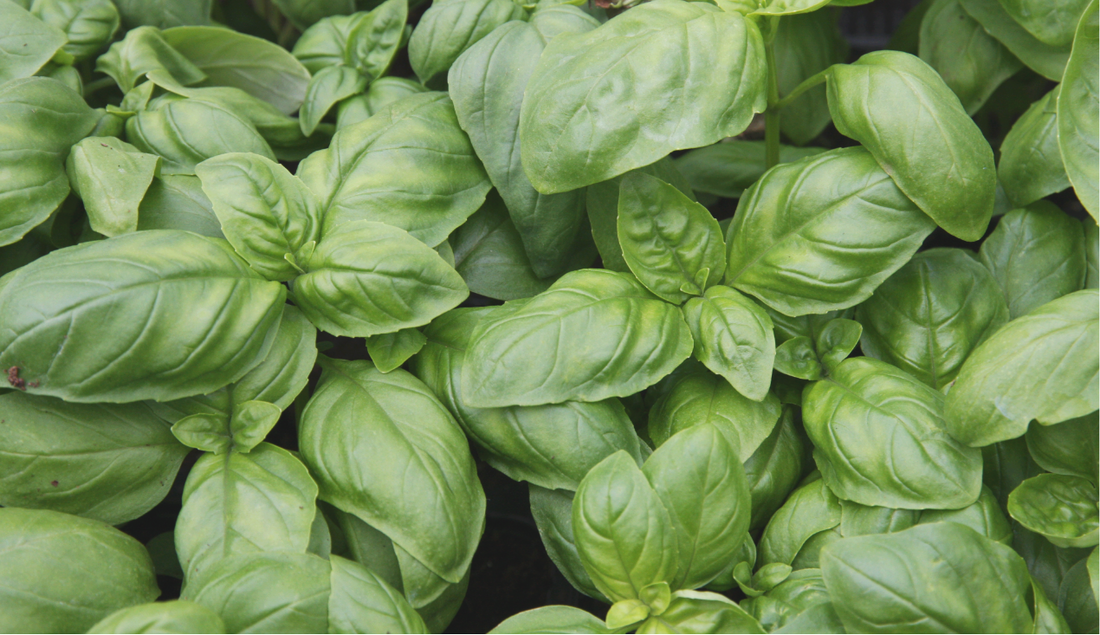 RECIPE ✧ Pesto alla Genovese