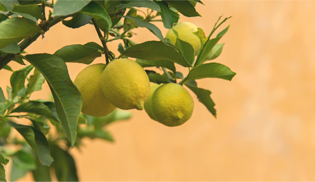 RECIPE ✧ Tagliatelle al Limone